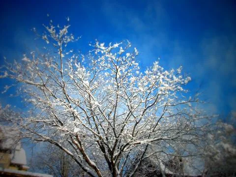 Winter Tree 01 Stock Photos