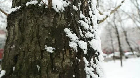 Winter tree 02 Stock Footage 21879904