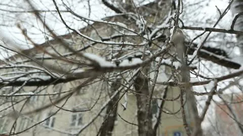 Winter tree 03 Stock Footage 21879924