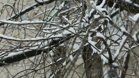 Winter tree 04 Stock Footage 21879925
