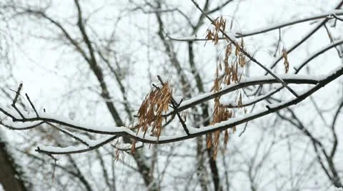 Winter tree 05 Stock Footage 21879951