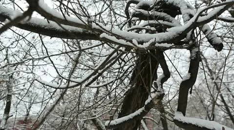 Winter tree 06 Stock Footage 21879941
