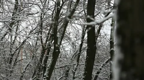 Winter tree 07 Stock Footage 21879952