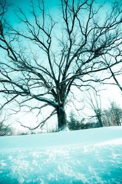 Winter tree  -4 Foto stock