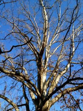 Winter tree against sky Stock Photos
