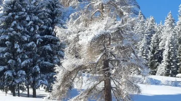 Winter tree in Alta Badia, Dolomites Stock Footage 85624380
