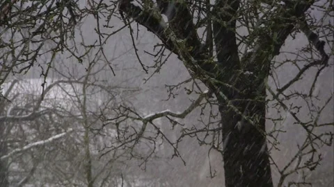 Winter tree amidst falling snow Stock Footage 319988048