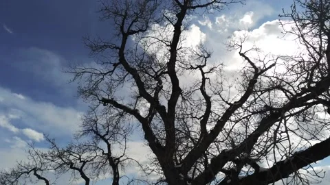 Winter tree and mountains - Drone camera moves up and forward Stock Footage 137931770