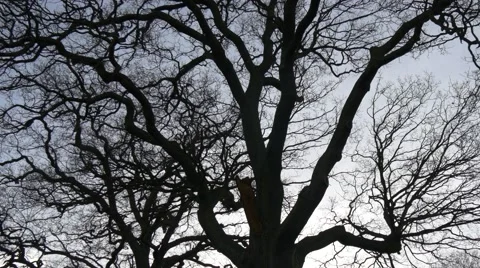 Winter tree background 4k Stock Footage 45842280