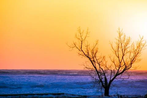 Winter tree on beach at sunset Stock Photos