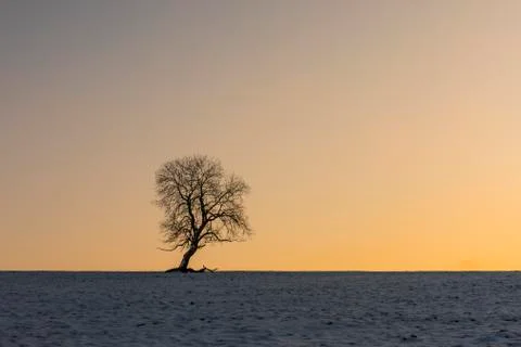 Winter Tree Benneckenstein Stock Photos