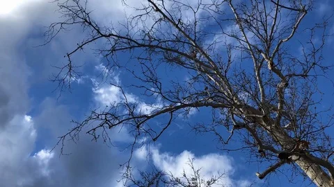 Winter Tree With Blue Clouds Time lapse Stock Footage 103471415