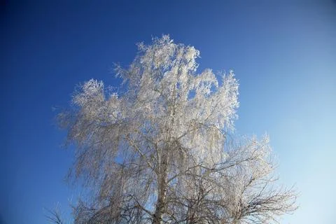 Winter tree on the blue sky Stock Photos
