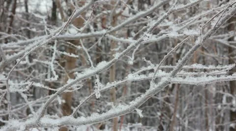 Winter tree branch and snow Stock Footage
