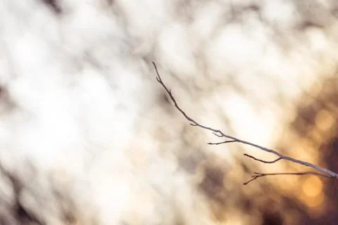 Winter tree branch Stock Photos