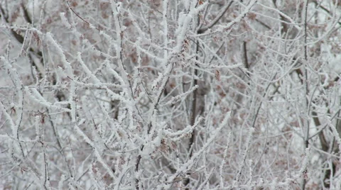Winter Tree Branch In Snow HD Stock Footage 45165569