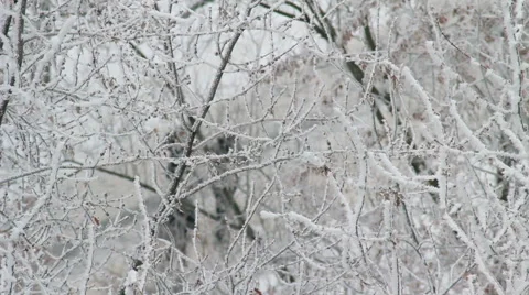 Winter Tree Branch In Snow HD Stock Footage 45167214