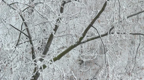 Winter Tree Branch In Snow HD Stock Footage 45171726