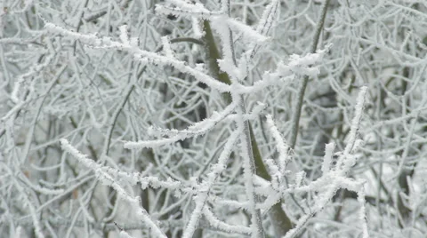 Winter Tree Branch In Snow HD 스톡 동영상 45307940