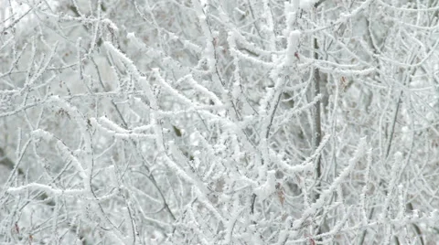 Winter Tree Branch In Snow HD Stock Footage 45311194