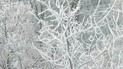 Winter Tree Branch In Snow HD Video stock 45314059