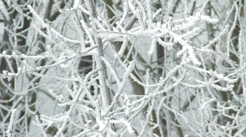 Winter Tree Branch In Snow HD Stock Footage 45315286