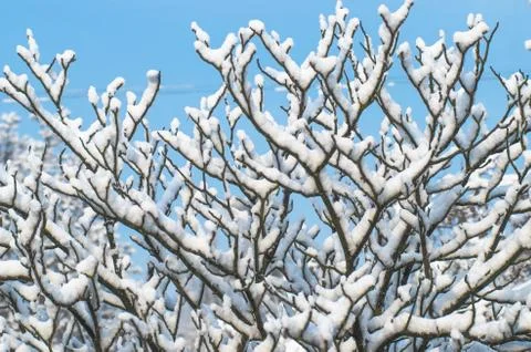 Winter tree branch under snow on blue sky background Stock Photos