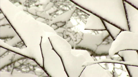 Winter Tree Branches 522 Stock Footage 649726