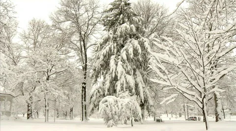 Winter Tree Branches 523 Stock Footage 649723