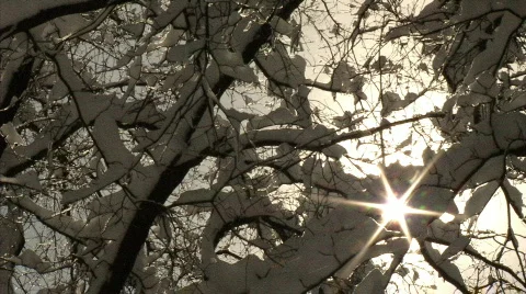Winter Tree Branches 529 Stock Footage 649708