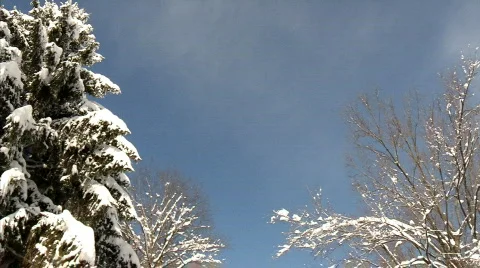 Winter Tree Branches 530 Stock Footage 649705