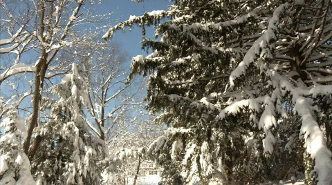 Winter Tree Branches 531 Stock Footage 649703