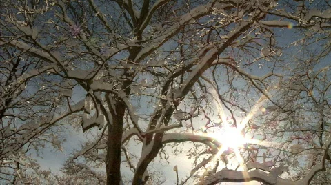 Winter Tree Branches 534 Stock Footage 649690
