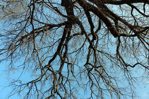 Winter Tree Branches Against Clear Blue Sky - Nature's Intricate Patterns Stock Photos