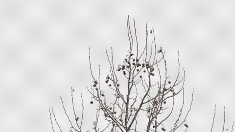 In winter, tree branches are covered with snow and frost against a transparent Vidéo 329771260