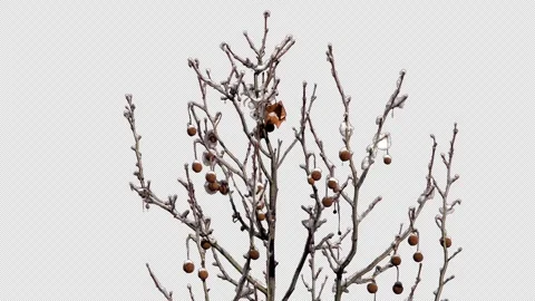 In winter, tree branches are covered with snow and frost against a transparent Vídeo Stock 329771674