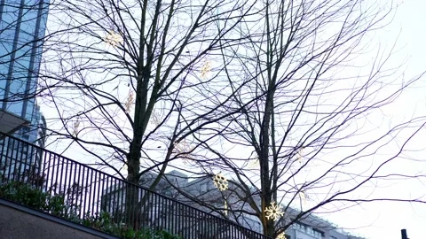 Winter tree branches in a city with no leaves and sky background. Stock Footage 146629396