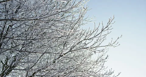 Winter tree branches covered with snow and frost Stock-Footage 327761537