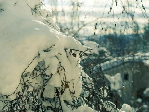 Winter tree branches covered with snow Stock Photos