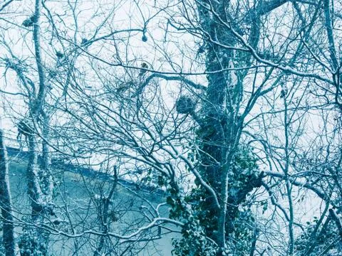 Winter tree branches covered with snow Stock Photos