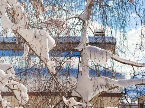 Winter tree branches covered with snow Stock Photos