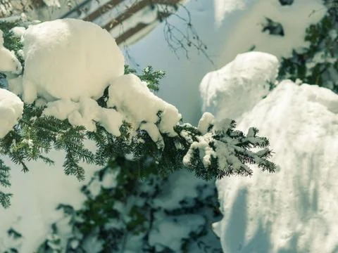 Winter tree branches covered with snow Stock Photos