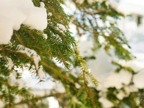 Winter tree branches covered with snow Stock Photos