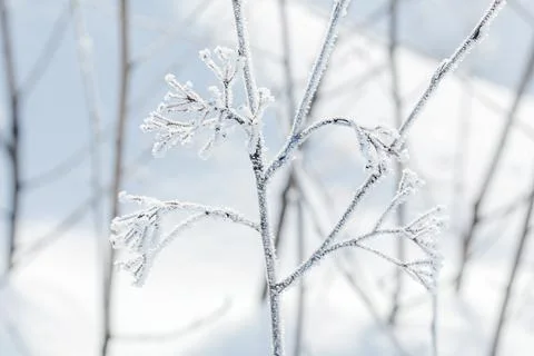 Winter tree branches covered with snow background Stock Photos