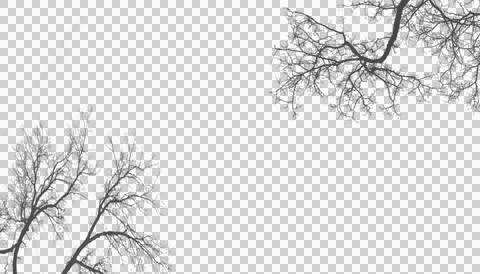 Winter tree branches cutout on transparent background for digital editing Stock Illustration