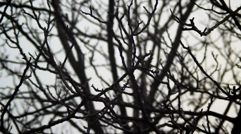 Winter tree branches. Stock Footage 34506959