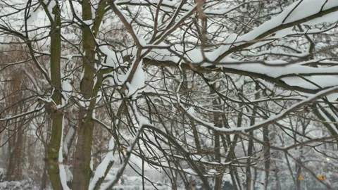 Winter tree branches Stock Footage 228752881