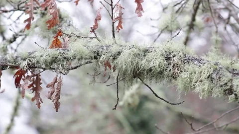 Winter tree branches moving wind Stock Footage 80425021