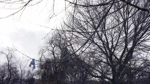Winter tree branches with no leaves and blue sky background. Stock-Footage 145735949