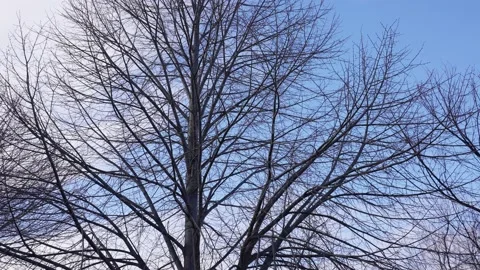 Winter tree branches with no leaves and blue sky background. Stock Footage 145736123